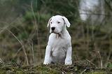 DOGUE ARGENTIN 329